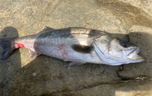マルスズキの釣果