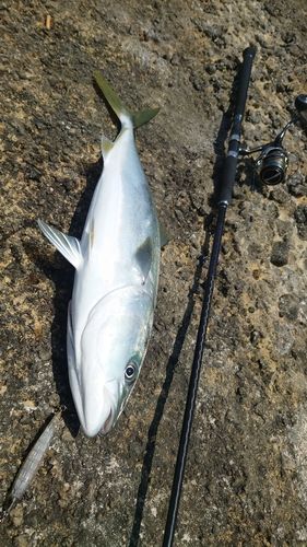 ガンドの釣果