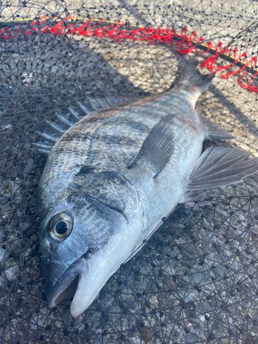 シリヤケイカの釣果