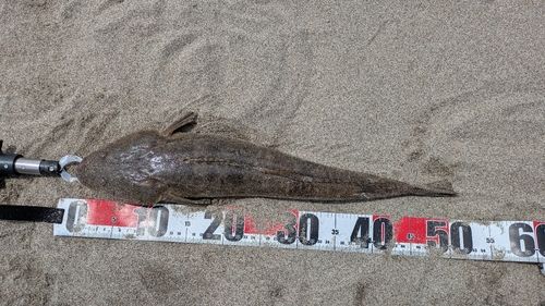 マゴチの釣果