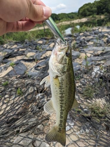 ラージマウスバスの釣果
