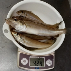キスの釣果
