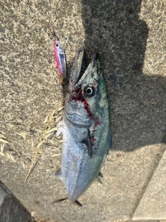 サゴシの釣果