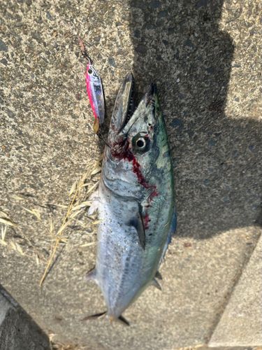 サゴシの釣果