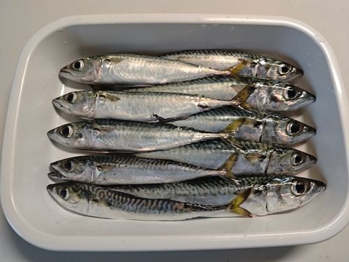 マサバの釣果