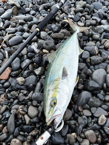 イナダの釣果