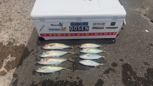 アジの釣果