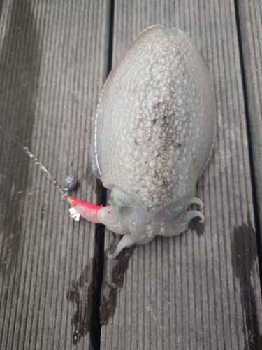 シリヤケイカの釣果
