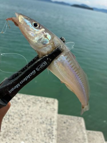 キスの釣果