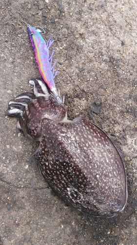 シリヤケイカの釣果