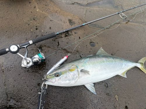 ヤズの釣果