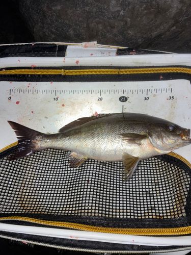 イサキの釣果