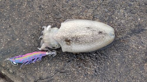 シリヤケイカの釣果