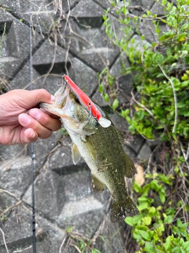 ブラックバスの釣果