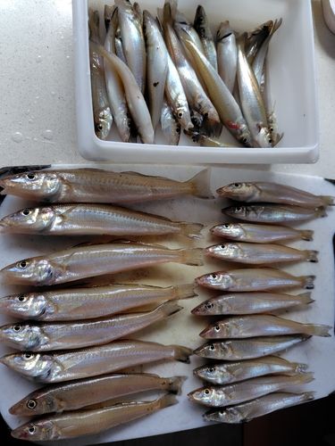 キスの釣果