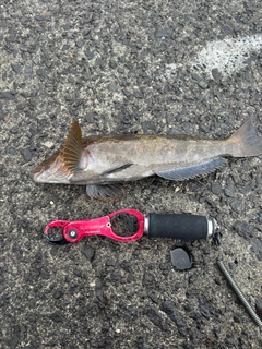 アイナメの釣果