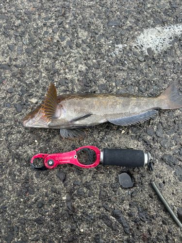 アイナメの釣果