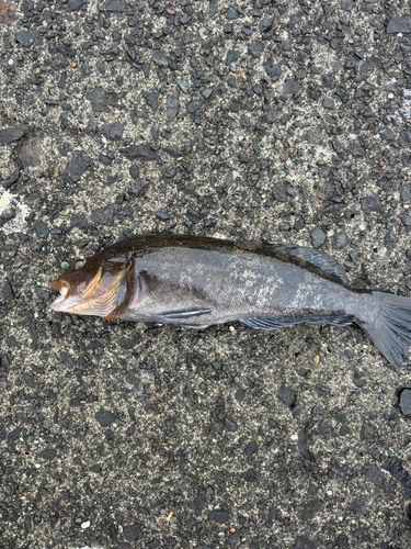 アイナメの釣果