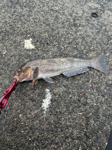 アイナメの釣果