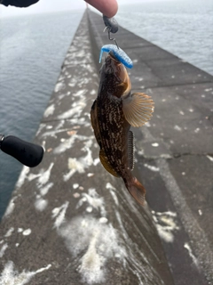 アイナメの釣果