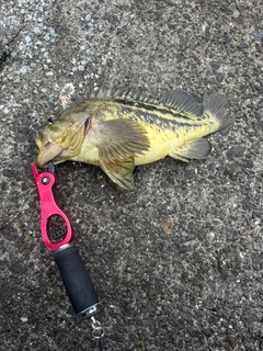シマソイの釣果
