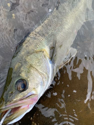 フッコ（マルスズキ）の釣果
