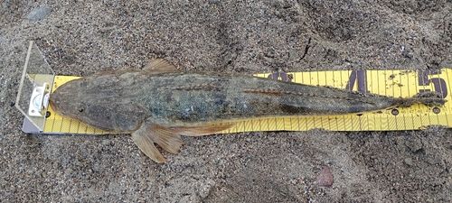 マゴチの釣果