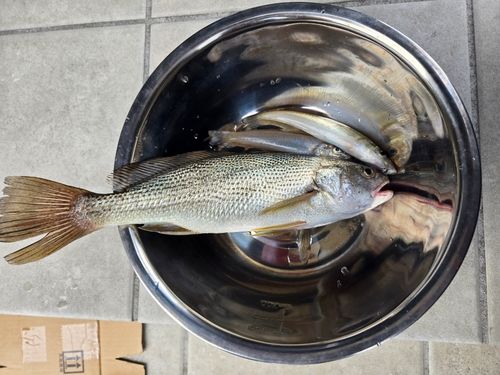 キスの釣果