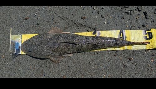マゴチの釣果
