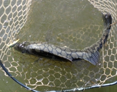 フッコ（マルスズキ）の釣果