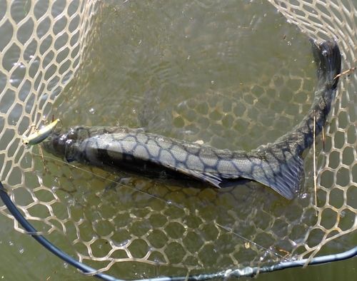 フッコ（マルスズキ）の釣果