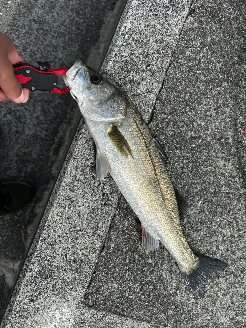 SHIMANO 23ディアルーナ S100MLの最安値・インプレ・釣果 | 本音の
