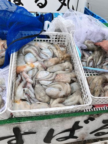 タコの釣果