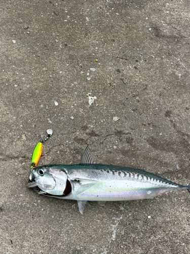 カツオの釣果