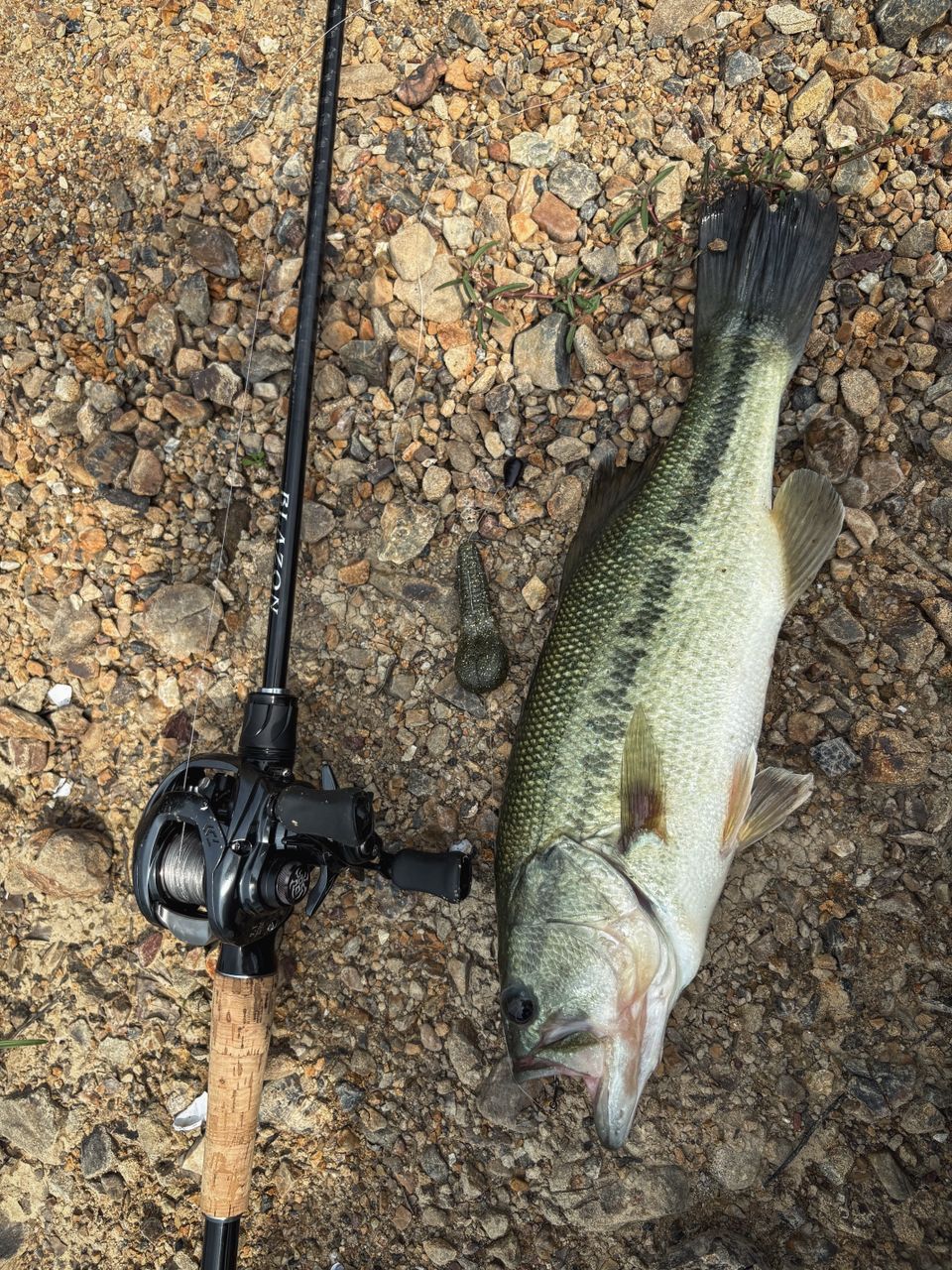 DAIWA 21ブレイゾン C66Mの最安値・インプレ・釣果 | 本音の口コミが