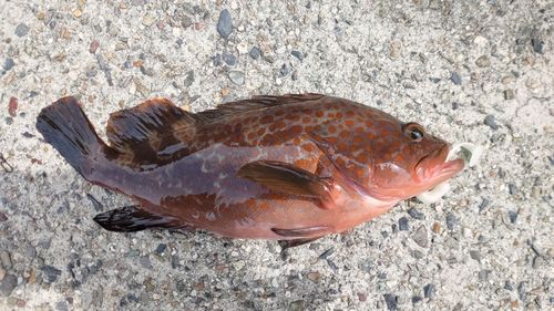 キジハタの釣果