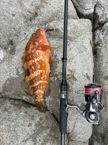 キジハタの釣果
