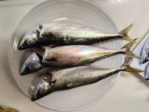マサバの釣果