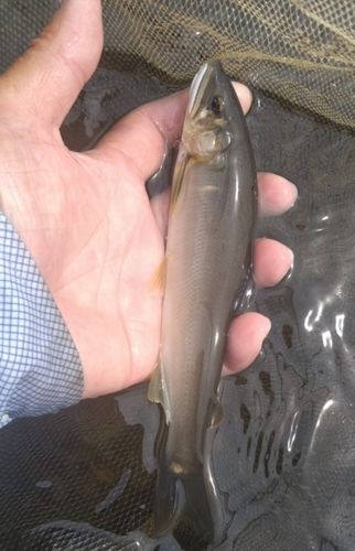 アユの釣果