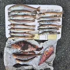 シロギスの釣果