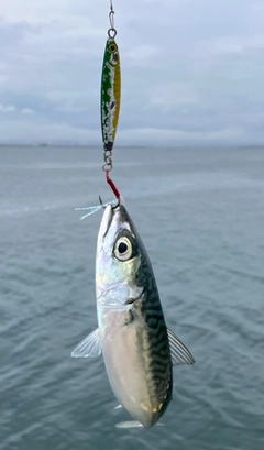 サバの釣果