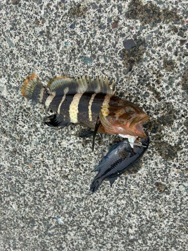 ソラスズメダイの釣果