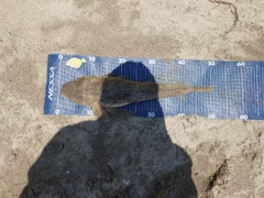 マゴチの釣果