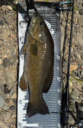 スモールマウスバスの釣果