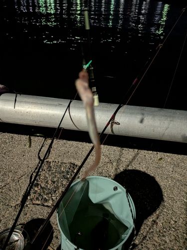 アナゴの釣果