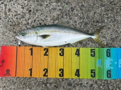 ハマチの釣果