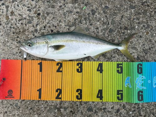 ハマチの釣果