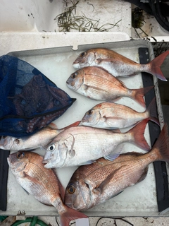マダイの釣果