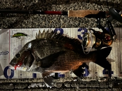 クロダイの釣果
