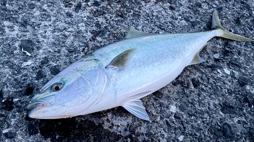 ブリの釣果